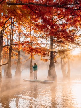 21 Ekim 2021. Anapa, Rusya. Sabah sisi ve sonbahar Taxodium distichum ağaçlarıyla gölde yüzen bir kadın.