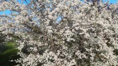 Çiçek açan kiraz ağacıyla baharın gökyüzü manzarası.