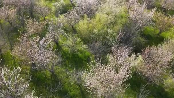 Αεροφωτογραφία Του Ανθισμένου Κήπου Κερασιές Και Πράσινο Γρασίδι — Αρχείο Βίντεο