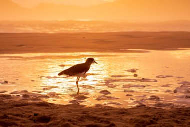 Florianopolis, Brezilya 'daki Campeche plajında kuş silueti ve ılık gün doğumu.