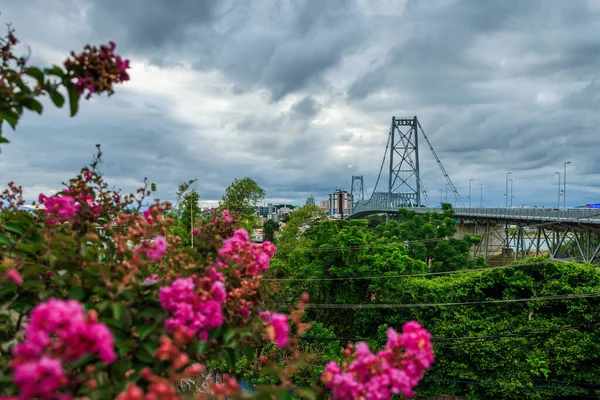 Hercilio Luz Brug Met Roze Bloemen Bewolkte Lucht Florianopolis Brazilië — Stockfoto