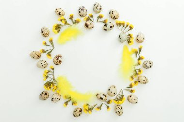Beyaz arka planda yumurta çerçevesi ve sarı çiçekler. Düz yerde, üst tarafta. Paskalya tatili