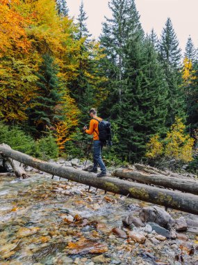 Yürüyüşçü, sonbahar dağlarında nehrin üzerinde bir kütük üzerinde yürüyor. Dağ nehri ve gezgin