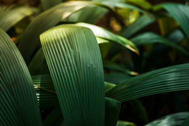 Yağmur ormanlarındaki tropikal palmiye yapraklarının yakın görüntüsü. Botanik arkaplan