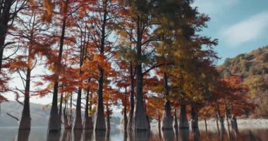 Kırmızı iğneli taksonyum distichum. Sonbahar bataklık selvileri ve yansımalı göl.