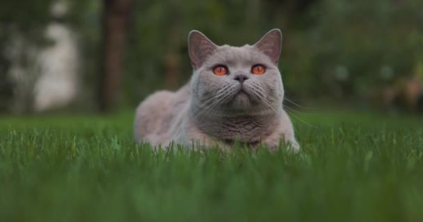 Gato Escocês Bonito Gramado Jardim Casa Olhar Para Câmera Gato — Vídeo de Stock
