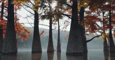 Kırmızı iğneli taksonyum distichum. Sonbahar bataklık selvileri ve yansımalı göl.