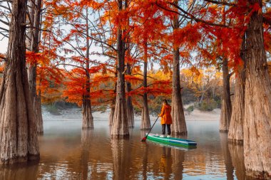Woman floating on stand up paddle board at the lake with swamp trees in morning clipart