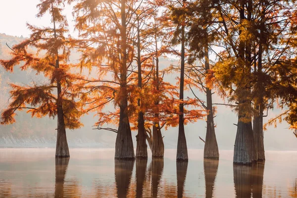 Taxodium Distichum Swamp Cypresses Glassy Lake Reflection — Stock Photo, Image
