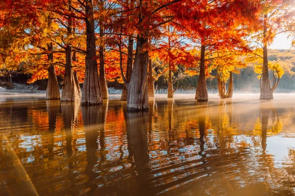 Swamp Cypresses Lake Reflection Fog Sunshine Taxodium Distichum Orange Needles — Stock Photo, Image