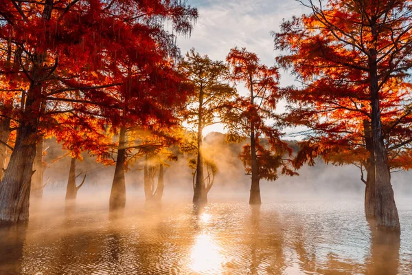 Taxodium Distichum Con Agujas Rojas Florida Cipreses Pantanosos Lago Con — Foto de Stock