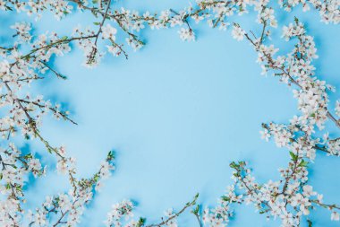 Mavi arka planda çiçek açan meyve çiçekleri. Düz yerde, üst tarafta. Bahar zamanı arkaplanı.