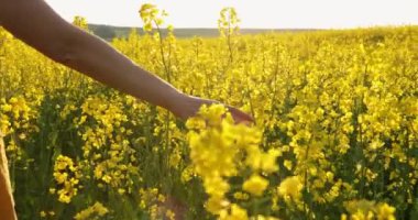 Kadının eli kolza tarlasında çiçeklere güneş ışığıyla dokunuyor. Sarı çiçekler ve kadın.
