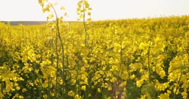Rapeseed Field Yellow Flowers Sunset Tones — Vídeo de Stock