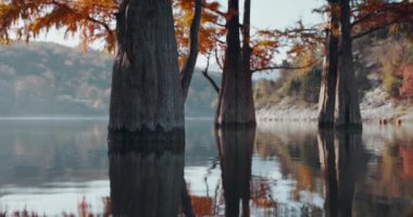 Sudaki ağaçlar ve ABD 'de kırmızı iğneler. Gölde yansımalı sonbahar bataklık selvileri.