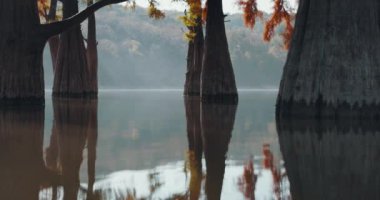 Birleşik Devletler 'de kırmızı iğneli göl ve ağaçlar. Suda yansımalı sonbahar bataklık selvileri.