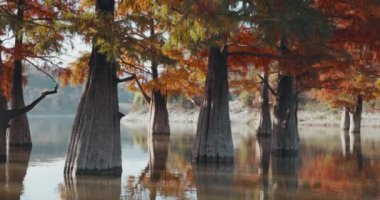 Sudaki ağaçlar ve ABD 'de kırmızı iğneler. Gölde bataklık selvileri.