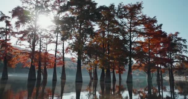 Árvores Água Com Agulhas Vermelhas Nos Estados Unidos Ciprestes Pântano — Vídeo de Stock