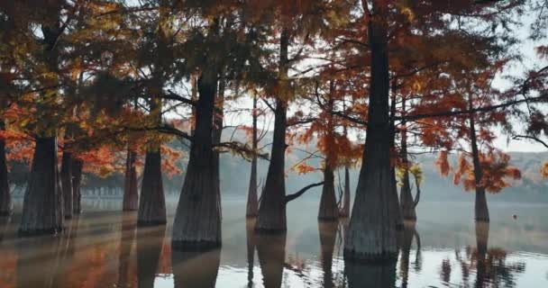 アメリカ合衆国で反射して湖に赤い針を持つヒノキの木 — ストック動画