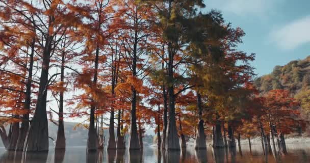 Taxodium Trees Water Red Needles United States Cipreses Pantano Lago — Vídeo de stock