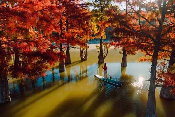 Luftaufnahme Mit Frau Auf Stand Paddle Board Fluss Mit Taxodium — Stockfoto