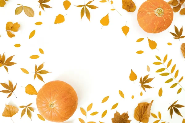 Beyaz arka planda balkabakları ile sonbahar yaprakları. Sonbahar, Şükran Günü konsepti. Düz yatış, üst görünüm.