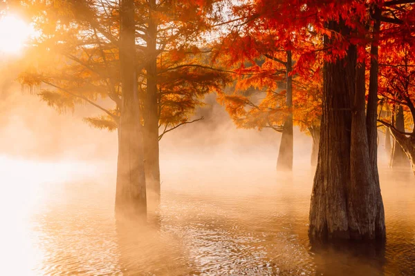 Sumpfzypressen Wasser Mit Orangefarbenen Nadeln Warmem Licht Und Nebel — Stockfoto