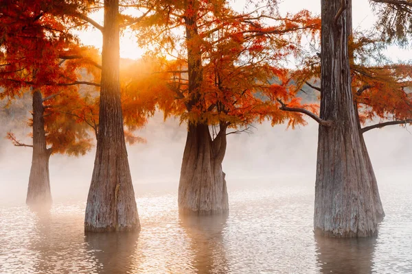 Sumpfzypressen Wasser Mit Orangefarbenen Nadeln Warmem Sonnenaufgangslicht Und Nebel — Stockfoto