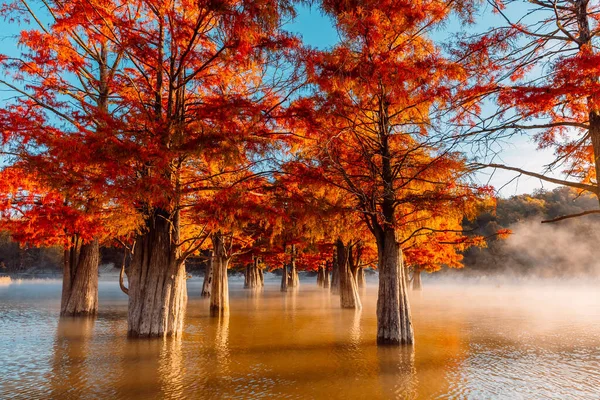 Taxodium Wasser Mit Orangen Nadeln Und Sonnenaufgangslicht Herbstliche Sumpfzypressen See — Stockfoto