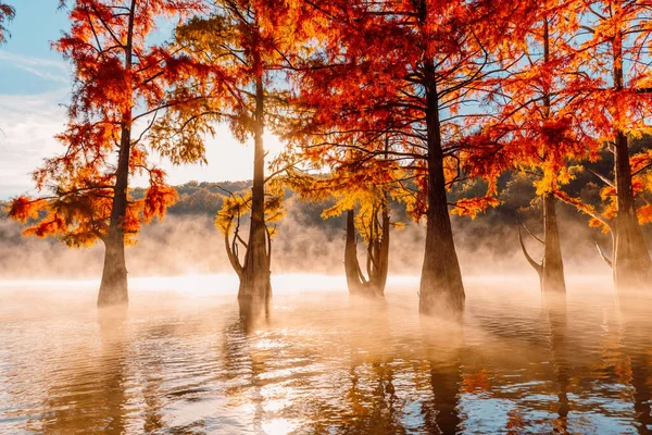 Taxodium Distichum Mit Orangen Nadeln Herbstliche Sumpfzypressen See Mit Reflexion — Stockfoto