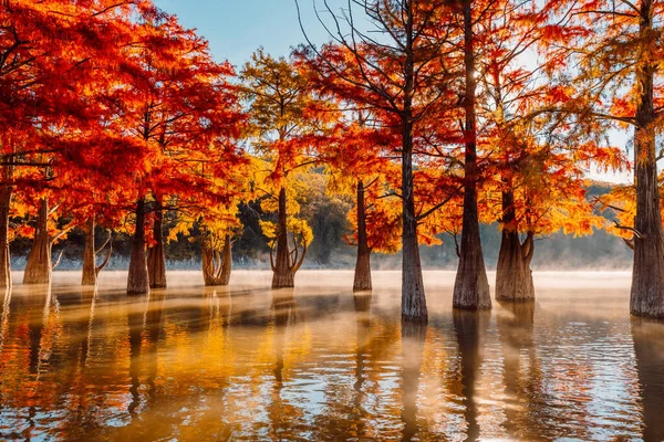 Cipreses Pantanosos Lago Con Reflexión Sobre Agua Niebla Sol Taxodium — Foto de Stock
