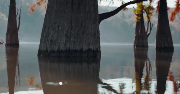 Lago Árboles Con Agujas Rojas Estados Unidos Cipreses Pantano Otoñales — Vídeo de stock