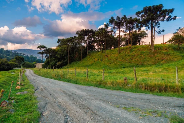 Nuvens Coloridas Com Árvores Araucárias Estrada Suja Santa Catarina Brasil — Fotografia de Stock