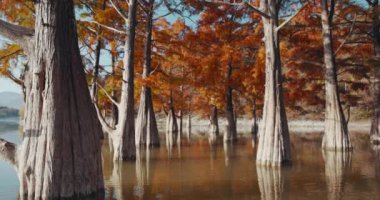 Gölde sonbahar bataklık selvileri. Florida 'da kırmızı iğneli sudaki ağaçlar.