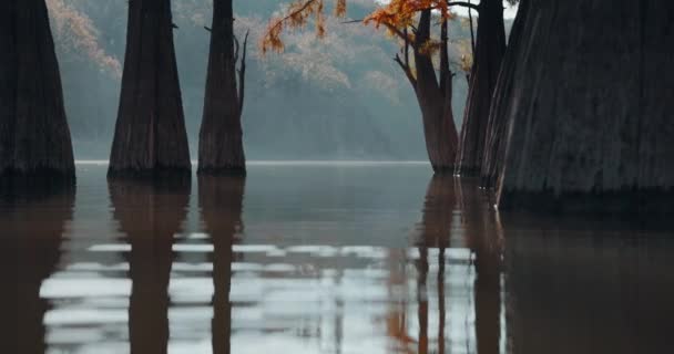 Ciprestes Pântano Outonal Lago Com Reflexão Árvores Água Com Agulhas — Vídeo de Stock