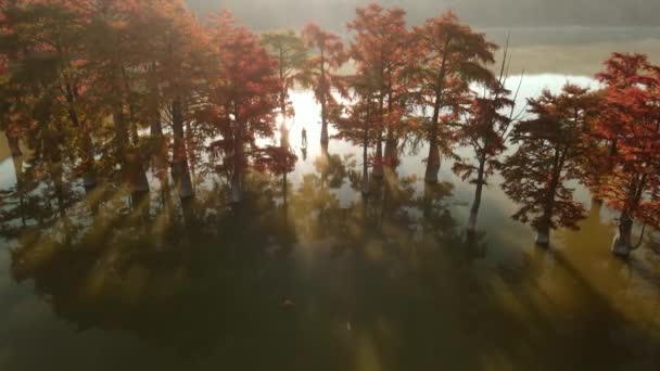 Aerial View Traveller Stand Paddle Board Lake Taxodium Trees — Stockvideo
