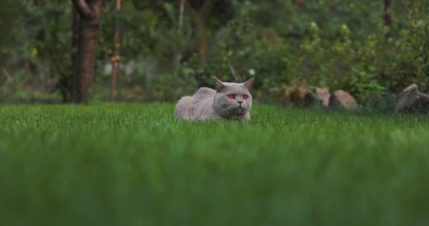 Шотландская Кошка Лужайке Саду Смотрит Камеру Скоттиш Кот Открытый Медленный — стоковое видео