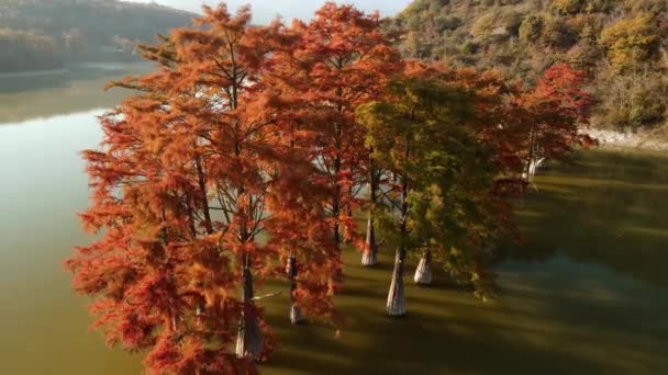 Aerial View Autumnal Tree Red Needles Water Autumnal Swamp Cypresses — Stockvideo