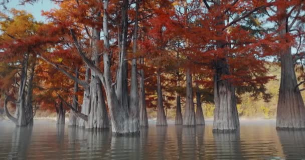 Autumnal Swamp Cypresses Lake Trees Water Red Needles Florida — Stock Video