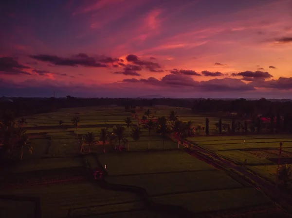 Rice Plantation Tropical Bali Island Sunrise Tones Sky — Stock Photo, Image