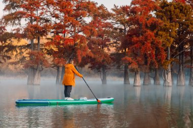 Woman on stand up paddle board at the lake with autumnal Taxodium trees in morning. Woman on SUP board