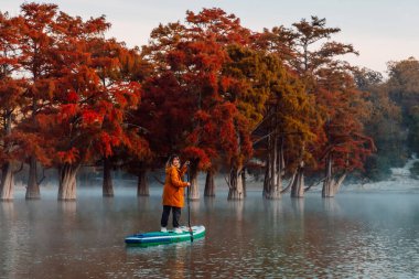Smiling woman on stand up paddle board at the river with Taxodium trees. Woman on SUP board