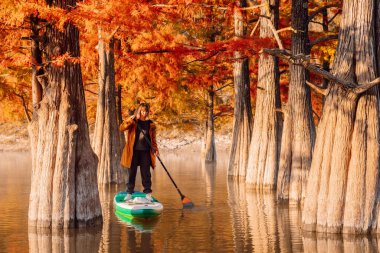Adventure on stand up paddle board with woman at the river with Taxodium trees in autumnal season