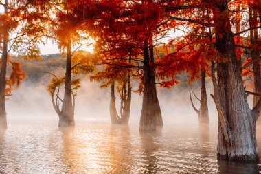 Swamp cypresses on lake with fog and sunshine. Taxodium distichum with red needles in United States.