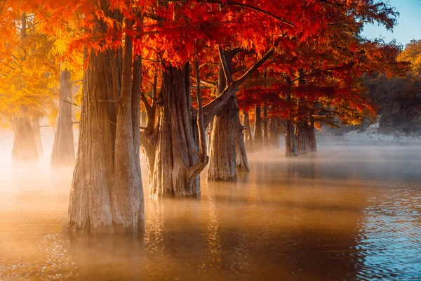 Taxodium distichum with red needles in United States. Swamp cypresses on river with fog and sunshine.