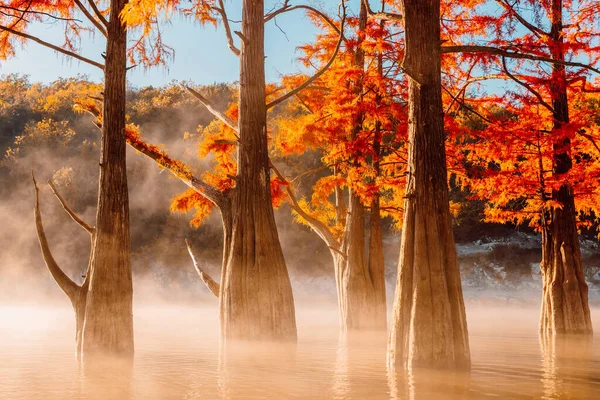 Tacsodium Cypresses River Fog Sunshine Taxodium Distichum Red Needles United – stockfoto