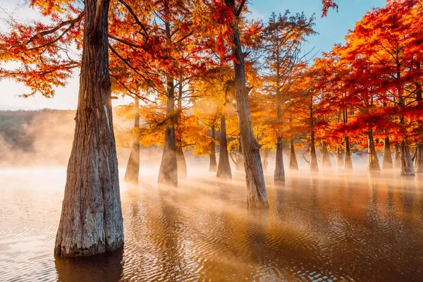 Swamp Cypresses Lake Fog Sunshine Taxodium Distichum Red Needles Florida — Foto de Stock