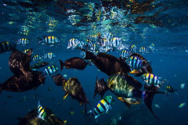 Mavi okyanustaki tropik balık sürüsü. Su altı deniz yaşamı.