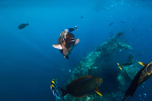 Underwater Sea Life School Tropical Fishes Tropical Ocean — Zdjęcie stockowe