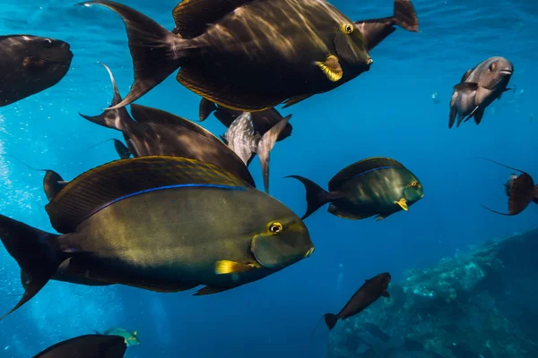 Tropical Fishes Underwater Blue Ocean Group Fish Tropical Sea — Stock Photo, Image